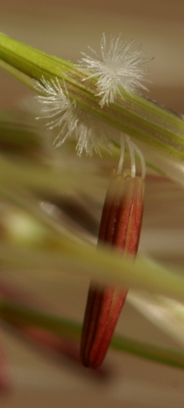 Austrostipa mollis